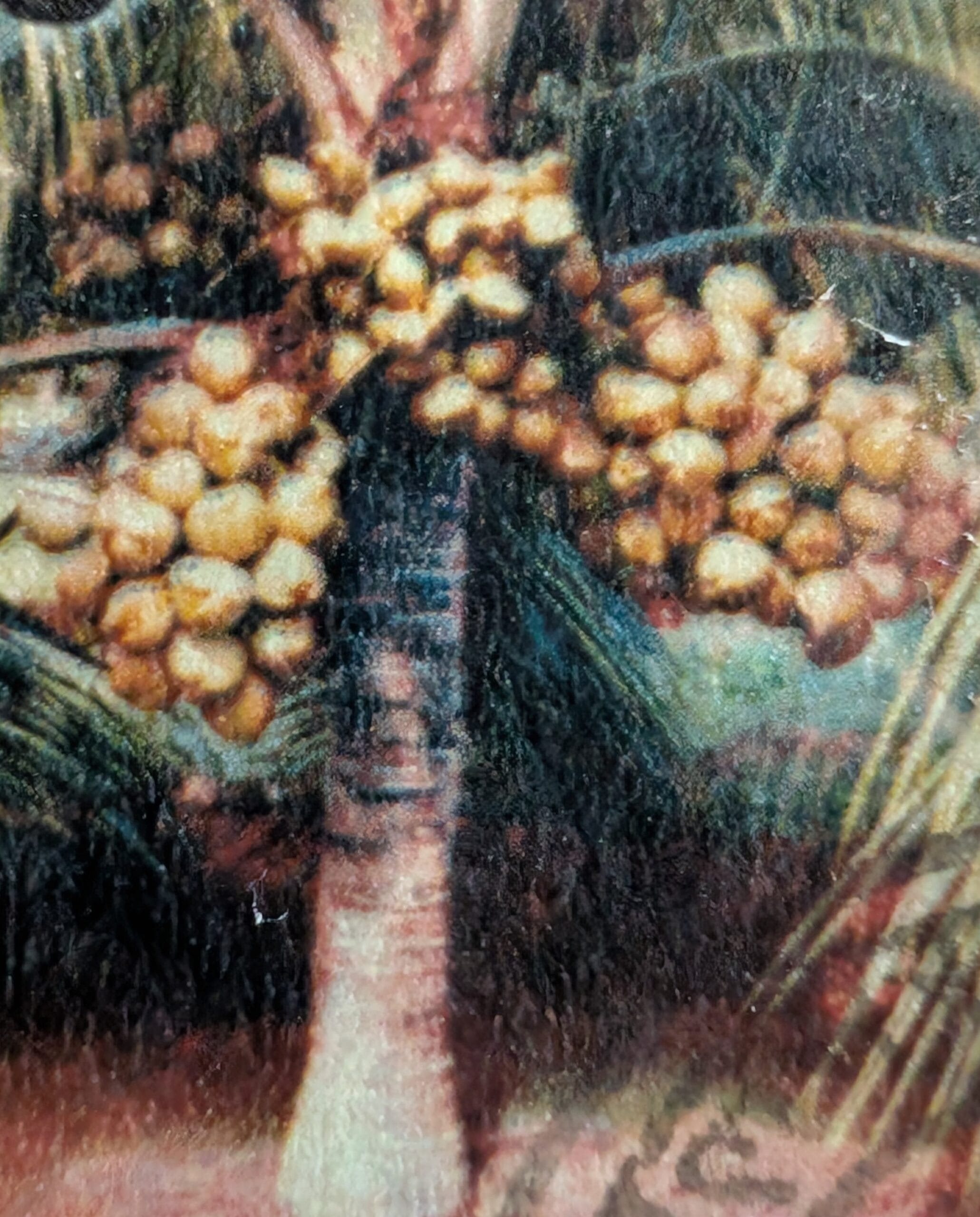 Macro of the coconut stamp showing the ringed trunk of a young hybrid palm heavy with a cluster of nuts, foliage behind
