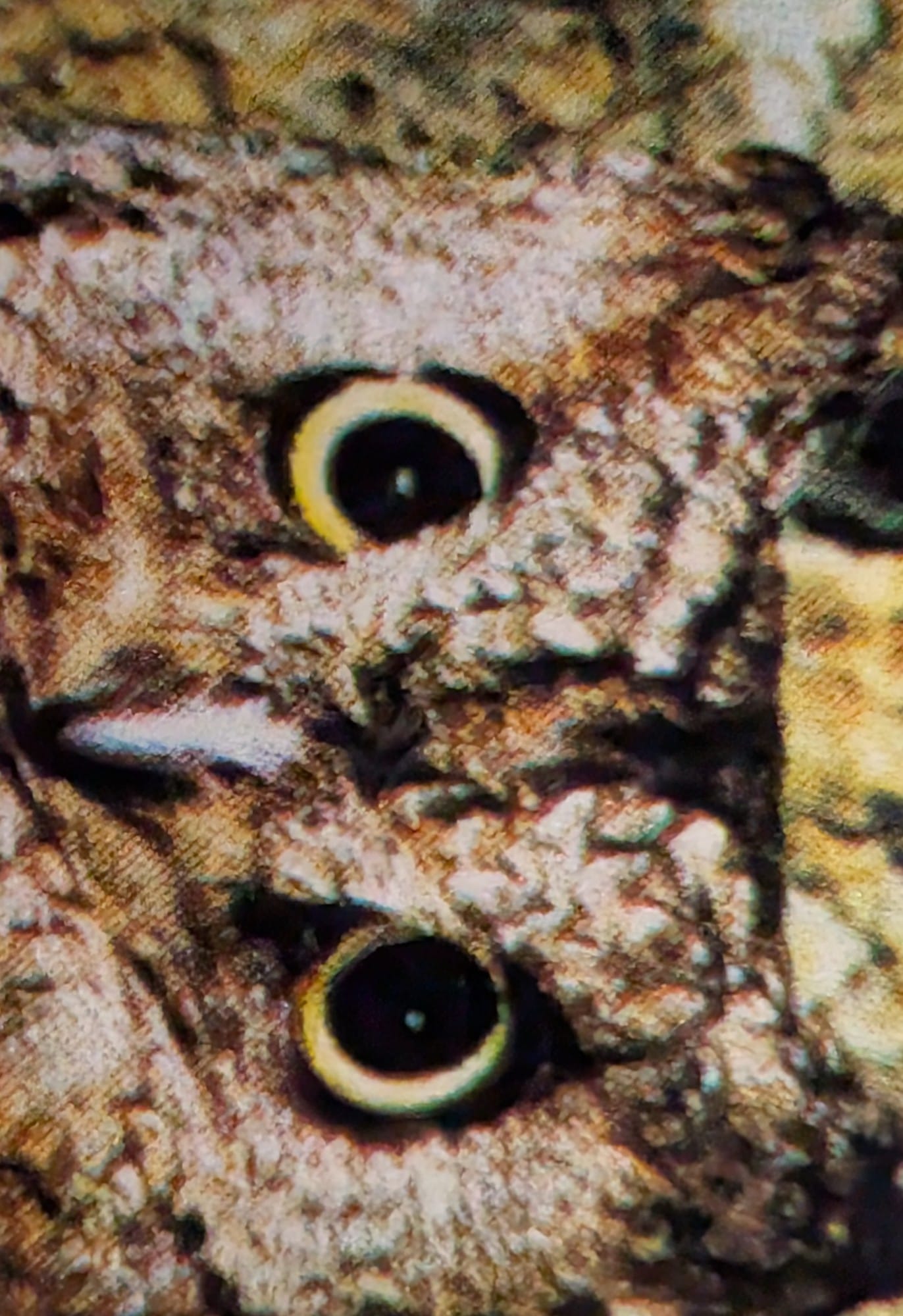 Macro close-up of the owl's two yellow-ringed eyes and beak on the 1970s Equatorial Guinea nature-protection stamp
