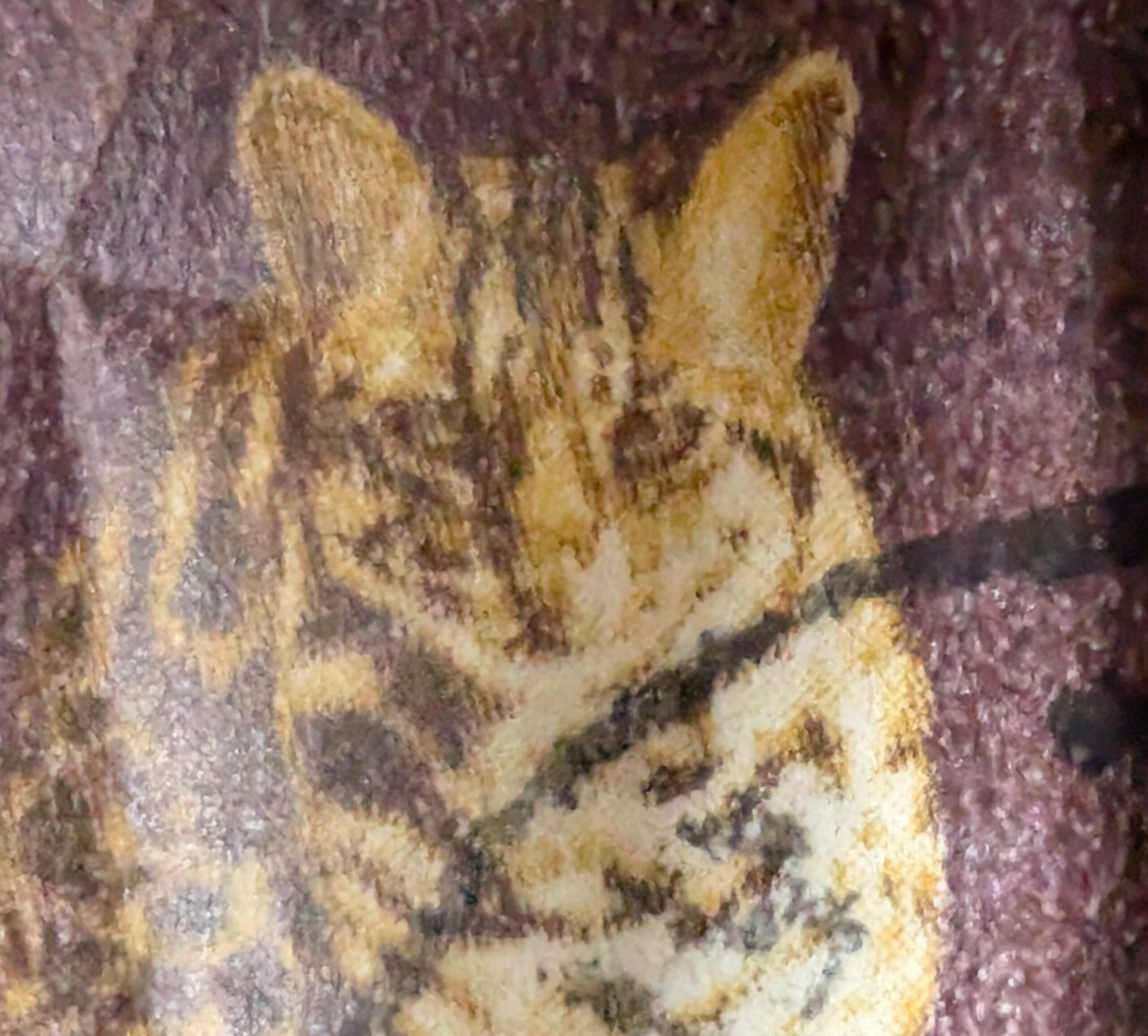 Macro detail of the seated Leopard Cat on the definitive, head tipped down, dark stripes running back between the ears over a muted aubergine ground.